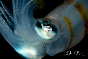 Squid by Julian Cohen 